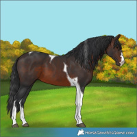 Horse Color:Brown Tobiano