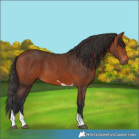 Horse Color:Bay Tobiano 
