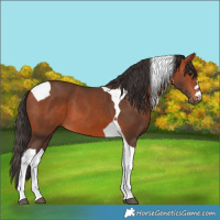Horse Color:Bay Tobiano 