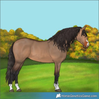 Horse Color:Bay Dun