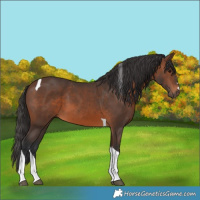 Horse Color:Brown Tobiano 