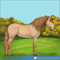 Horse Color:Red Dun Frame