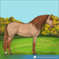 Horse Color:Red Dun