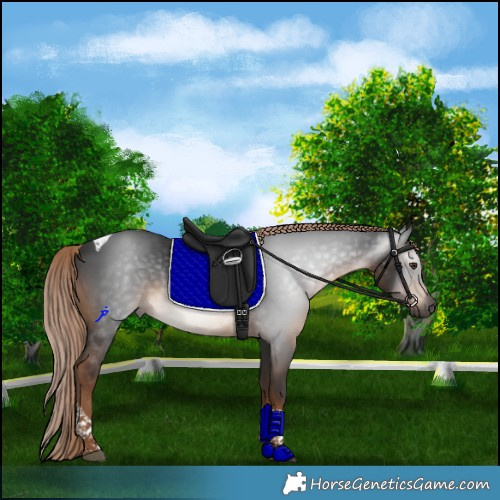 Horse Color:Gray Liver Chestnut Tobiano Rabicano 