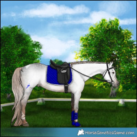 Horse Color:Gray Liver Chestnut Tobiano Rabicano 