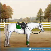 Horse Color:Gray Liver Chestnut Tobiano Rabicano 