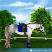 Horse Color:Gray Liver Chestnut Tobiano Rabicano