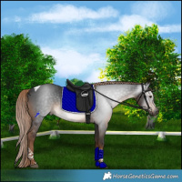 Horse Color:Gray Liver Chestnut Tobiano Rabicano 