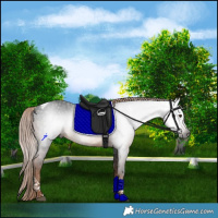 Horse Color:Gray Liver Chestnut Tobiano Rabicano 