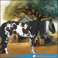 Horse Color:White Spotted Bay 