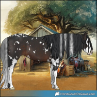 Horse Color:White Spotted Brown Splash 