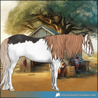 Horse Color:Liver Chestnut Splash 