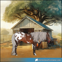 Horse Color:White Spotted Silver Brown Appaloosa Rabicano
