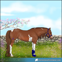 Horse Color:Chestnut Tobiano Rabicano 