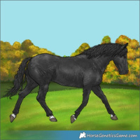 Horse Color:Black 