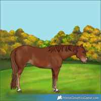 Horse Color:Chestnut 