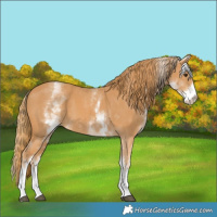 Horse Color:White Spotted Chestnut 