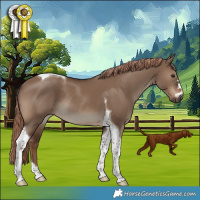 Horse Color:Liver Red Dun Tobiano Rabicano
