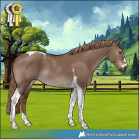 Horse Color:Liver Red Dun Tobiano Rabicano 