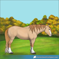 Horse Color:Red Dun Splash 