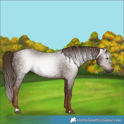 Horse Color:Gray Chestnut 
