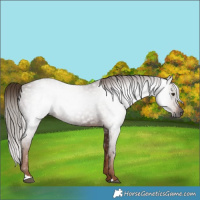 Horse Color:Gray Chestnut 