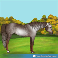 Horse Color:Gray Chestnut 