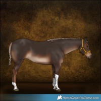 Horse Color:Liver Chestnut Tobiano Rabicano 