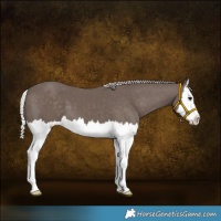 Horse Color:Silver Black Splash 