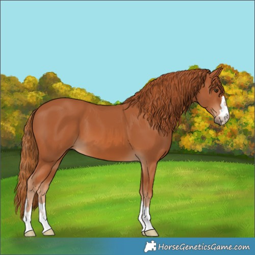 Horse Color:Chestnut 