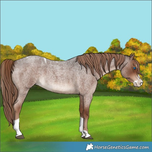 Horse Color:Liver Red Roan Splash Tobiano Rabicano