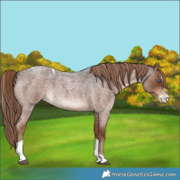 Horse Color:Liver Red Roan Splash Tobiano Rabicano 