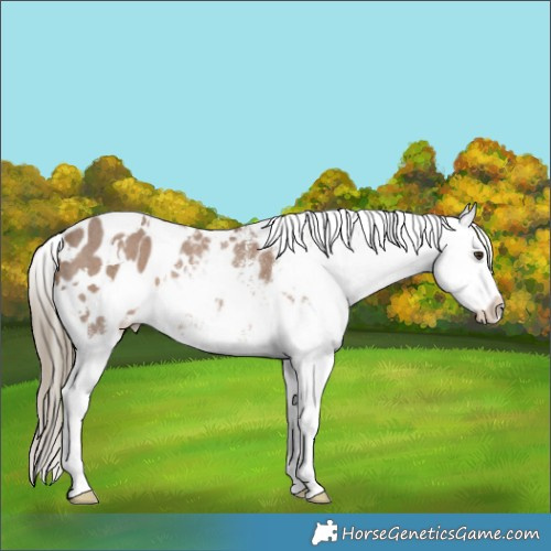 Horse Color:White Spotted Liver Red Dun Varnish Rabicano 