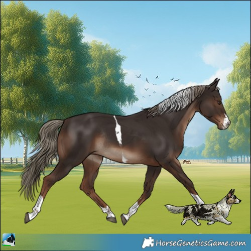 Horse Color:Liver Chestnut Tobiano Rabicano 