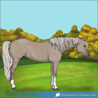Horse Color:Silver Grullo Tobiano 