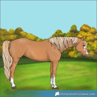 Horse Color:Chestnut 