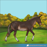 Horse Color:Liver Chestnut Tobiano Rabicano 