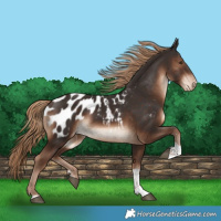 Horse Color:Liver Chestnut Tobiano Blanket Rabicano 