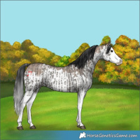 Horse Color:Grullo Sabino Splash  and Brown Dun Sabino Splash 