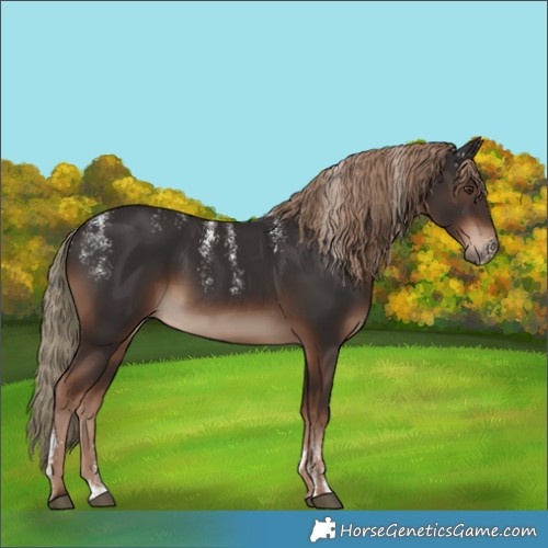 Horse Color:Powder White Liver Chestnut Rabicano 