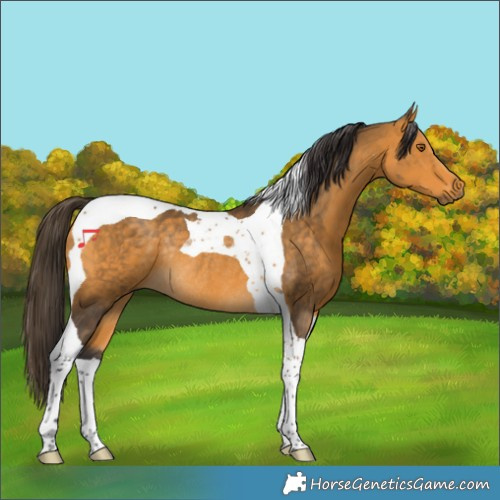Horse Color:Buckskin Tobiano Rabicano 