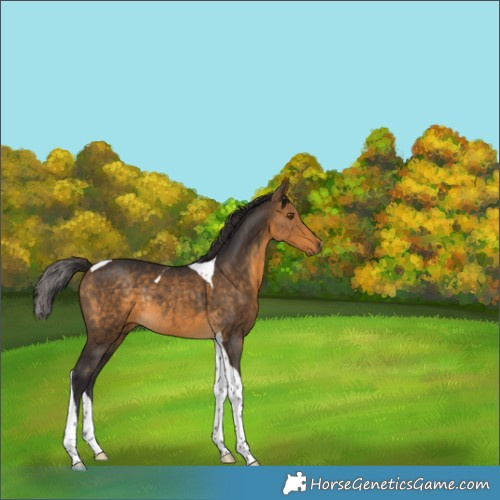 Horse Color:Buckskin Tobiano Rabicano 