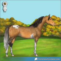 Horse Color:Buckskin Tobiano Appaloosa