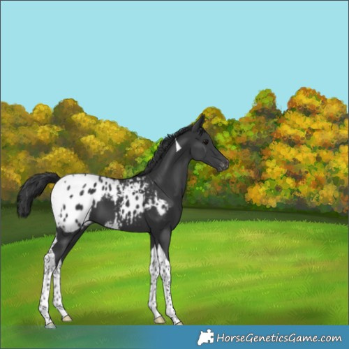 Horse Color:Black Tobiano Appaloosa 