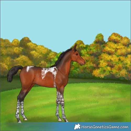 Horse Color:Bay Tobiano Rabicano 
