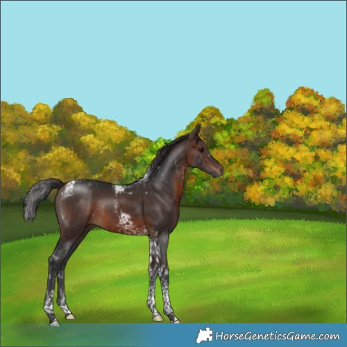 Horse Color:Brown Tobiano Rabicano 
