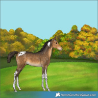Horse Color:Buckskin Tobiano 