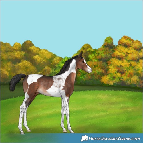 Horse Color:Brown Tobiano Rabicano 