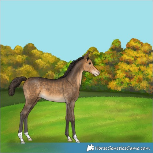 Horse Color:Buckskin Varnish 