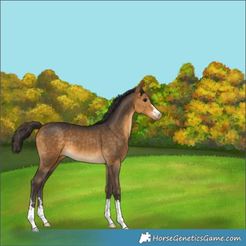 Horse Color:Buckskin 